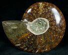 Cleoniceras Ammonite Fossil - Madagascar #7348-2